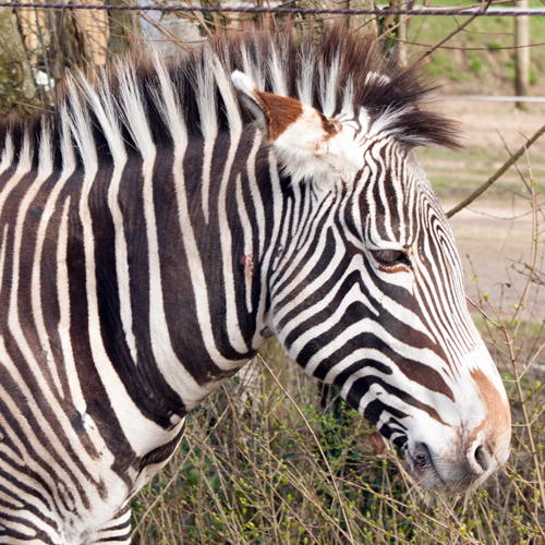 Grevy's Zebra Page Icon